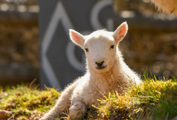 Obraz premium Cute young lamb lying on grass