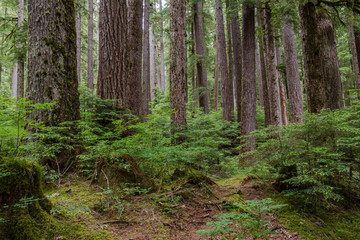 Old growth trees in Olympic National Park.