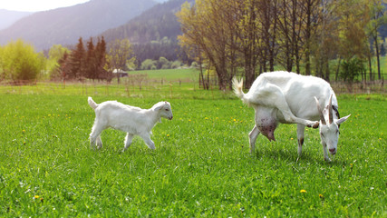 Obraz na płótnie Canvas Female goat scratching her head, with baby goat behind her, walking on sun lit farm meadow.