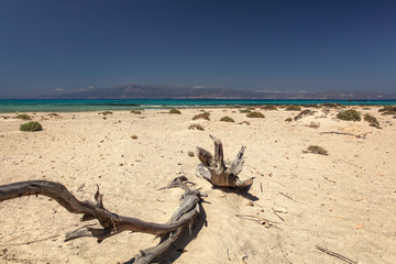 Dead juniper trees on Chrissi island beach, that looks like desert with turquoise sea in background.