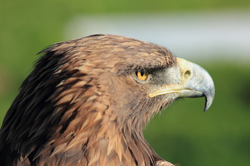 Eagle bird of prey