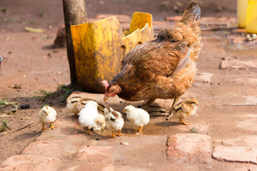 A hen caring for its little chicks. Shot in Uganda in 2017.