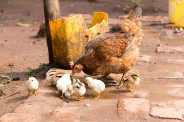 A hen caring for its little chicks. Shot in Uganda in 2017.