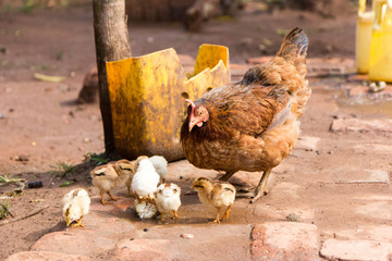 A hen caring for its little chicks. Shot in Uganda in 2017.