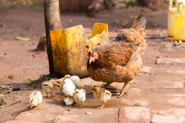 A hen caring for its little chicks. Shot in Uganda in 2017.