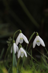 a few beautiful white snowdrops closeup in a flower garden in winter and a dark background