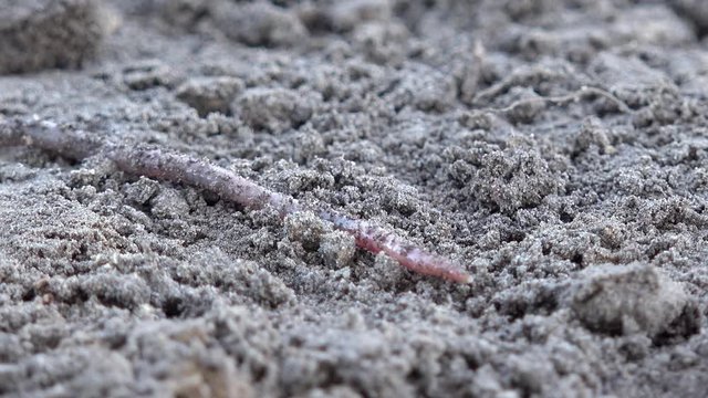 Earthworm crawls over the ground in the nature