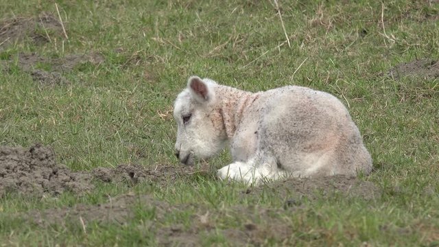white lambs lying on pasture and yawning