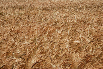 Wheat field. Ears of golden wheat close up. Rich harvest Concept. Texture and Background