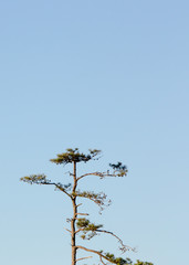 sparse pine tree top blue sky
