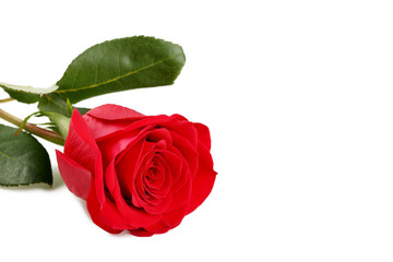 Naklejka premium Red rose on white background