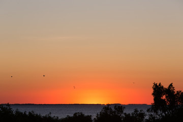 Fototapeta premium birds flying sunset sky 