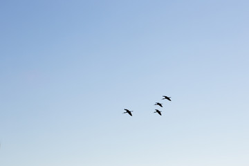 flock of coastal birds flying