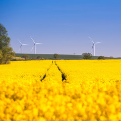 Wind turbines on farmland