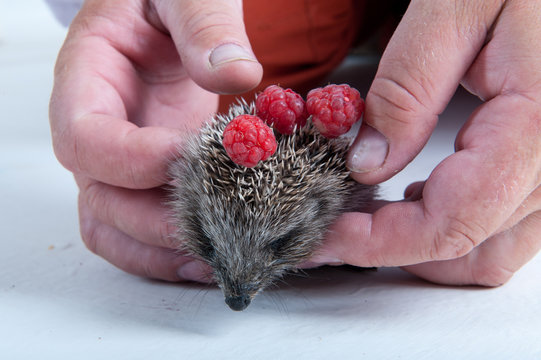 Elderly male veterinarian examines newly born hedgehog. Hands with mammal. close-up. Concept of healthy lifestyle in nature, the love of peace, respect for nature, motherhood in the countryside