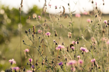 bee collecting pollen from wild flowers at sunset