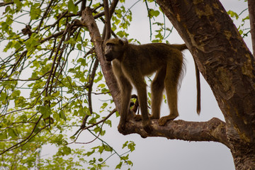 Fototapeta na wymiar Baboon on a branch