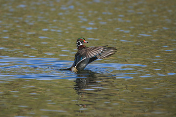 Wood Duck