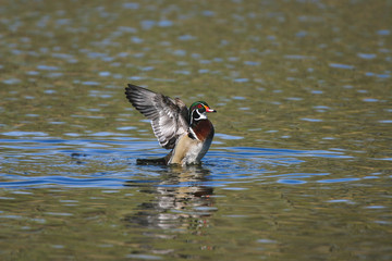 Wood Duck 