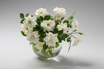 blooming white roses in a vase