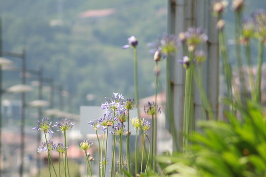 flores