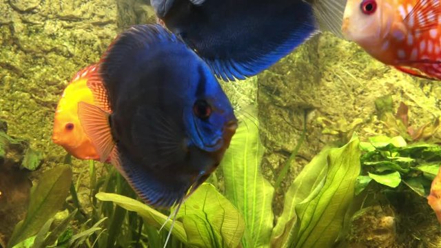 Diskusfische im Aquarium, Aquaristik