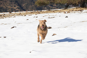Airedale Terrier in the snow