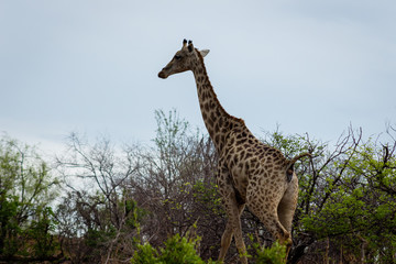 Giraffe