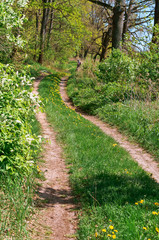 Forest path between trees in summer. Path in green forest in spring.