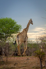 Giraffe walking away