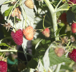 Raspberry on branch