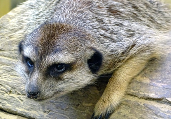 Suspiciuos animal in Russian zoo