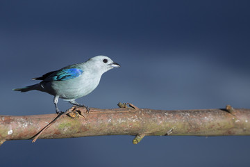 Bird, common tile - Thraupis episcopus