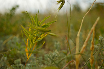 grass on a meadow