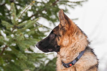 Portrait of a german shepherd puppy dog at winter