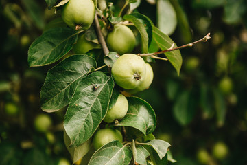 Green apples on a branch ready to be harvested, outdoors, selective focus