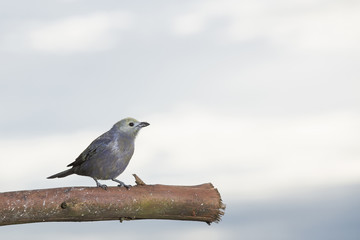 Obraz premium The tanager or tile of palm trees - Thraupis palmarum.