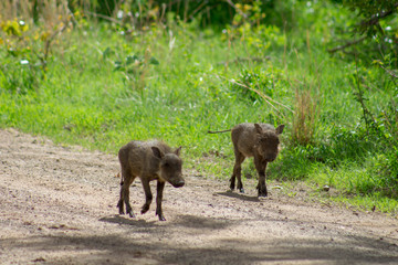 Baby warthog