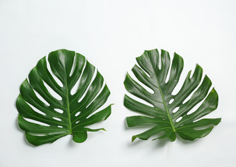 Beautiful tropical leaves on white background