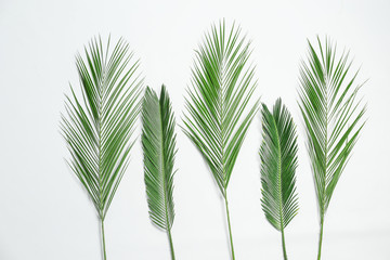 Beautiful tropical leaves on white background