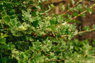 Fresh organic green gooseberries on a branch of gooseberry bush in the fruit garden.Selective focus.