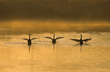 Synchronized Swimming