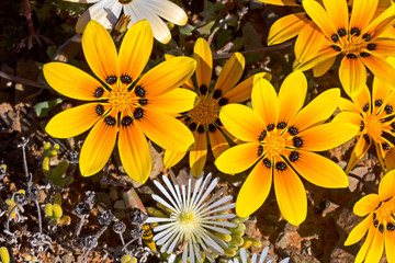 Orange Gazania spring wildflowers