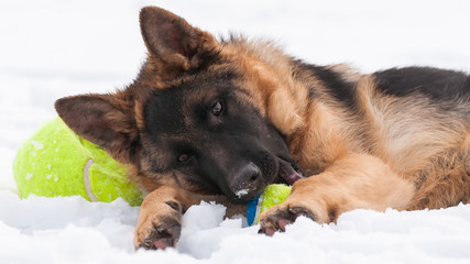 A german shepherd puppy dog playing with a ball at winter