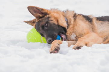 A german shepherd puppy dog playing with a ball at winter