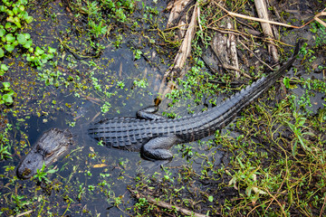 A lurking alligator