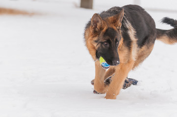 A german shepherd puppy dog playing with a ball at winter
