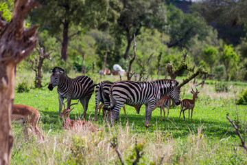 Fototapeta na wymiar Zebras and Antelope sitting