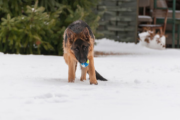A german shepherd puppy dog playing with a ball at winter