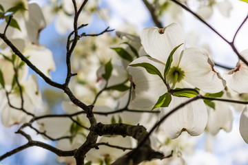 Dogwood Blossoms